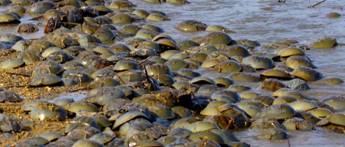 Crabs at the crossroads of science and survival Crabs at the crossroads of science and survival