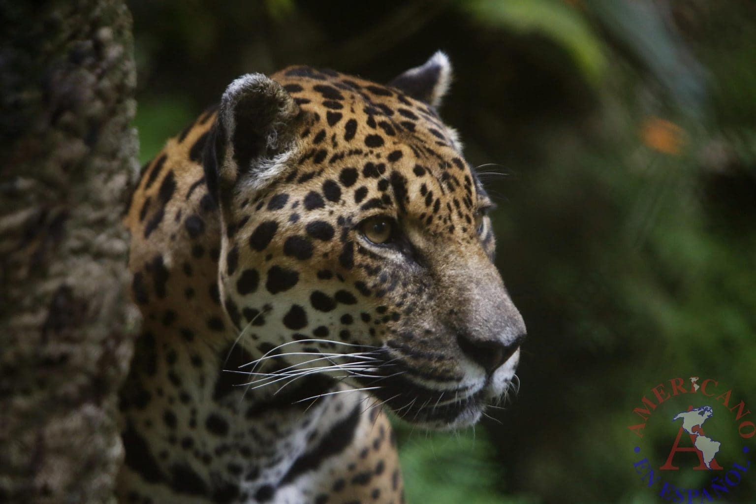 El jaguar busca recuperar su espacio natural en Colombia Americano