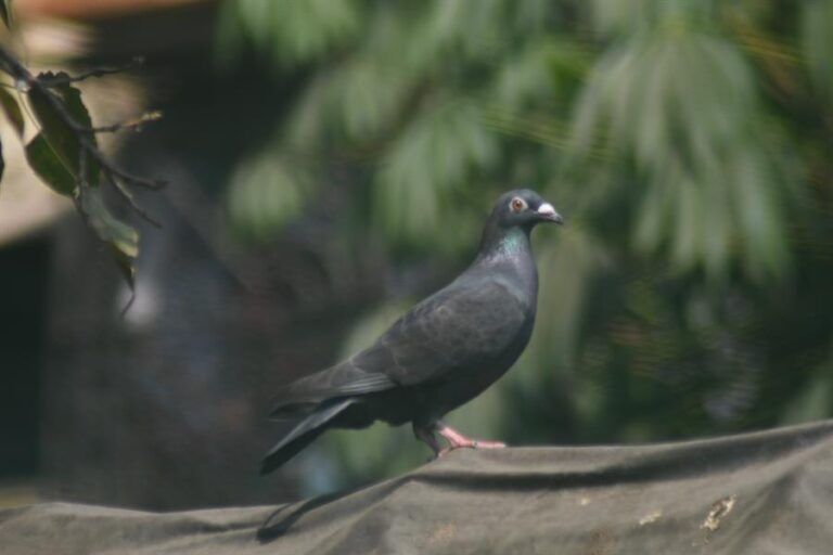 A Chinese Pigeon Spy is Liberated!