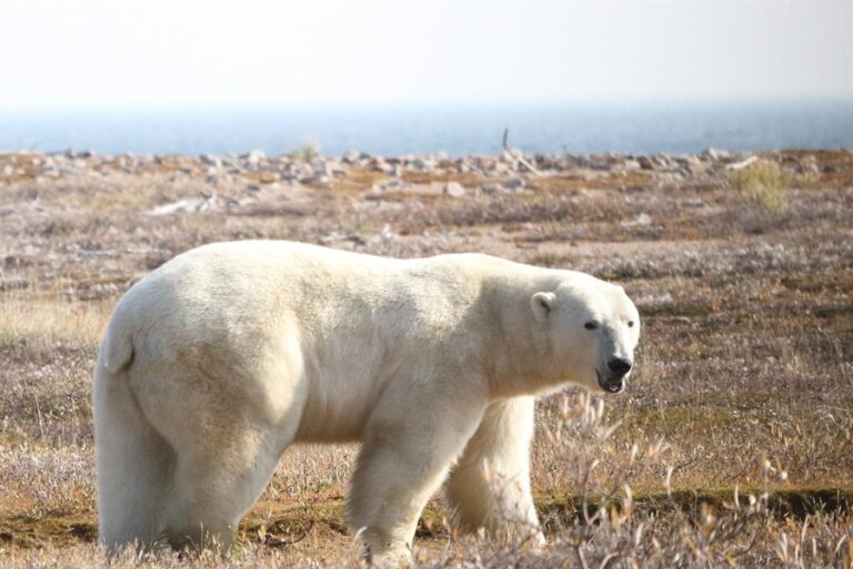 Polar bears at risk of starvation as Arctic summer lengthens