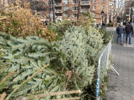 New York recycles Christmas trees to nourish its parks.