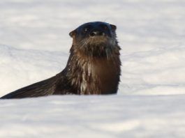 Life beneath the ice! River otter on ice (c) Silver Leapers (1)