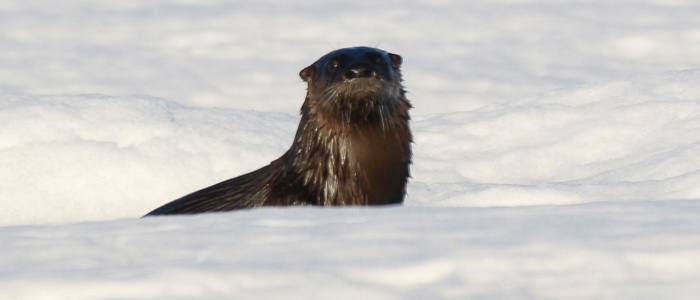 River otter on ice (c) Silver Leapers (1)